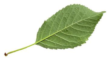 verso folha verde de cerejeira doce foto