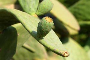 um cacto grande e espinhoso cresce em um parque da cidade. foto