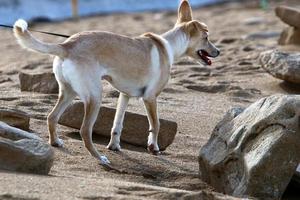 cachorro em uma caminhada em um parque da cidade em israel. foto