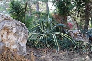 um cacto grande e espinhoso cresce em um parque da cidade. foto