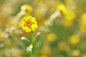 flor de botão amarelo foto