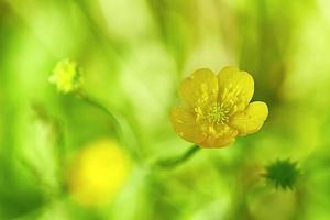 flores amarelas de botão de ouro foto