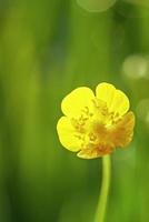 flor de botão amarelo foto