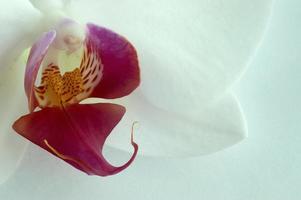 centro da flor da orquídea foto