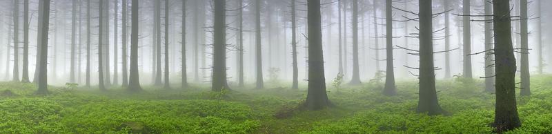 paisagem de floresta de abetos foto