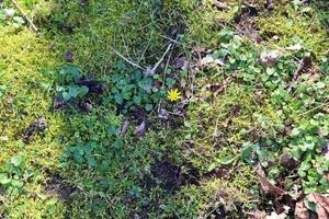 vista detalhada de perto em uma textura de terra de floresta com musgo e galhos foto