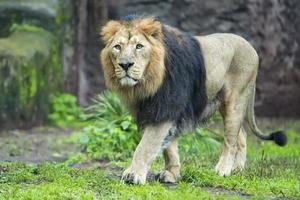 leão asiático masculino foto