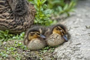 dois filhotes de pato enquanto dorme foto