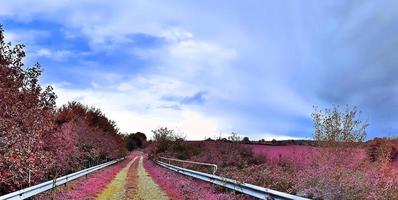 bela e colorida paisagem de fantasia em estilo infravermelho roxo asiático foto