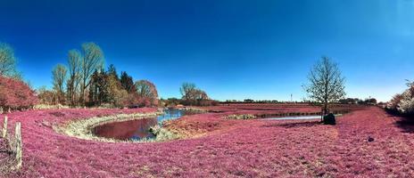 bela e colorida paisagem de fantasia em estilo infravermelho roxo asiático foto