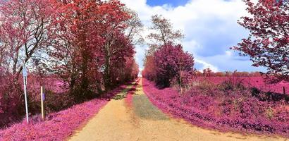 bela e colorida paisagem de fantasia em estilo infravermelho roxo asiático foto