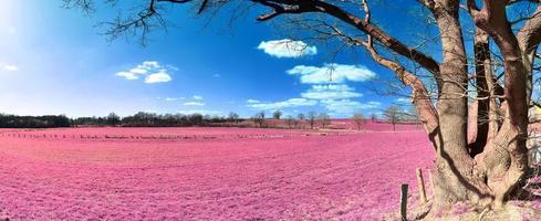 bela e colorida paisagem de fantasia em estilo infravermelho roxo asiático foto