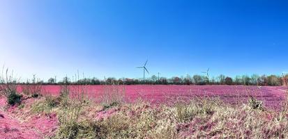 bela e colorida paisagem de fantasia em estilo infravermelho roxo asiático foto