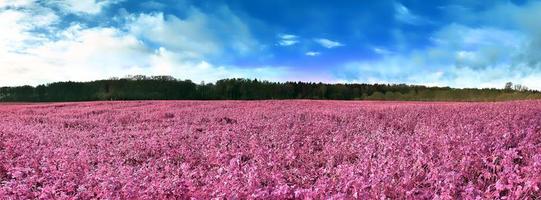 bela e colorida paisagem de fantasia em estilo infravermelho roxo asiático foto