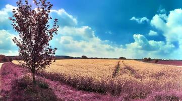 bela e colorida paisagem de fantasia em estilo infravermelho roxo asiático foto