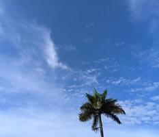 céu azul claro com árvores de noz de areca longe foto