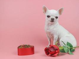 cão chihuahua de cabelo curto branco olhando para a câmera, sentado no fundo rosa com rosa vermelha e comida de cachorro seca na tigela de forma de coração. amante de cães e conceito de dia dos namorados foto