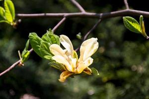 desabrochar de flores de magnólia na primavera foto