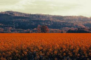 campo de flores de laranjeira no fundo das montanhas foto