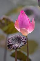 uma única flor de lótus rosa foto