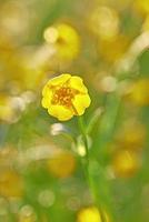 flor de botão amarelo foto