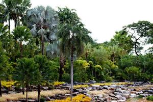 jardim botânico tropical nongnooch, pattaya foto