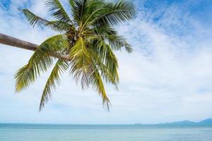 praia tropical com palmeira