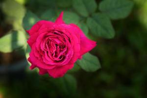 rosa vermelha em um jardim foto