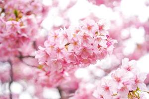 close-up de flores de cerejeira rosa foto