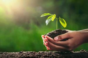 mãos segurando uma pequena árvore a ser plantada foto