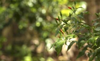 pimentas maduras em uma árvore foto