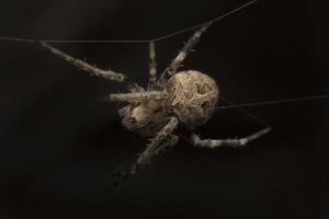 close-up de uma aranha de jardim foto