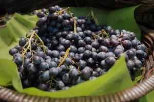 uvas sem sementes pretas orgânicas na cesta de vime foto