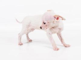 filhote de cachorro engraçado chihuahua posa em um fundo branco foto