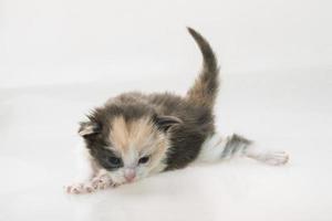 gato maine coon foto