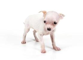 filhote de cachorro engraçado chihuahua posa em um fundo branco foto