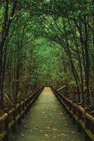 florestas de mangue ao redor da passarela foto
