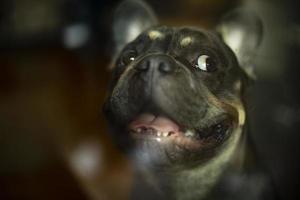 retrato de animal de estimação através de vidro. cachorro abriu a boca. cachorrinho fofo de raça pequena. foto