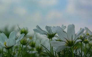 cosmos branco flor florescendo foto