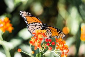 borboleta laranja e preta em flores foto