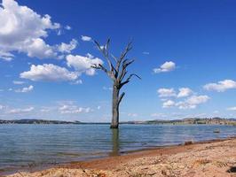 árvore morta sem folhas em pé sozinho na margem do lago hume. foto