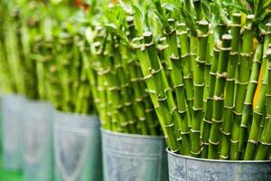 linhas de varas de bambu em baldes foto