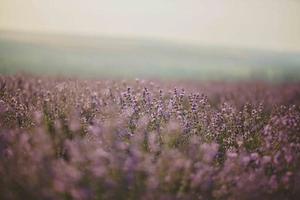 campo de flores de lavanda foto