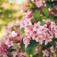 flores cor de rosa e brancas foto