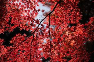folhas de bordo vermelho foto