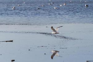 pássaro branco e marrom, voando na praia foto