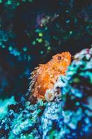 peixe laranja debaixo d'água