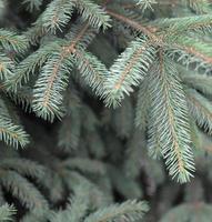 ramos de abeto azul ou espinhoso picea pungens fecham ao ar livre foto