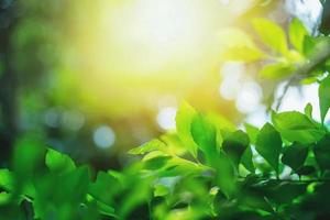 folhas verdes e luz solar foto