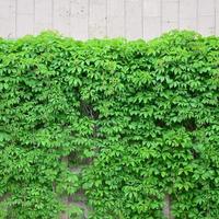 hera verde cresce ao longo da parede bege de azulejos pintados. textura de matagais densos de hera selvagem foto